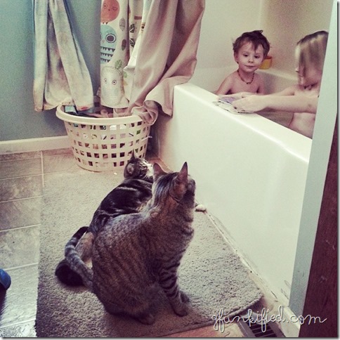 fri cats