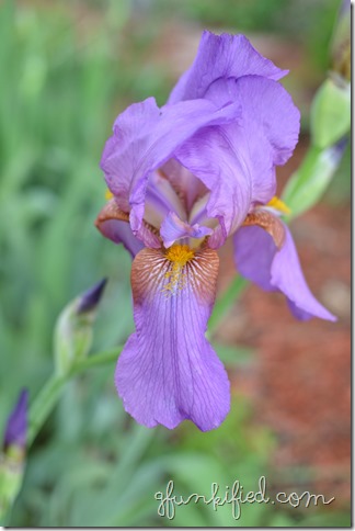 iris