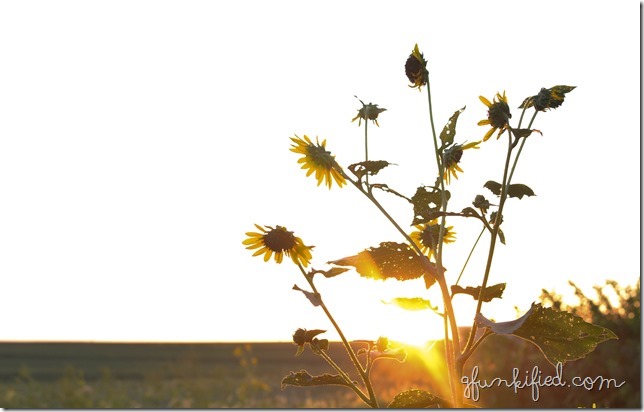 golden iso200 f4.5 1-60sec