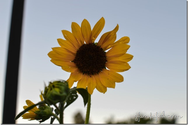 golden iso200 f5.6 1-80sec